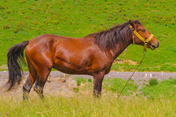 A brown horse against a stunning green nature.