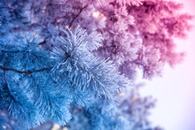 Pine Branches Covered With Rime. Natural Winter Background. Winter Nature. Snowy Forest. Christmas Background