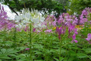 Wall Mural - spider flower white color and white color in garden.