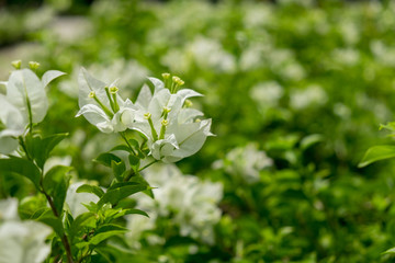 Wall Mural - White Paper flower and blurred background image. (Bougainvillea hybrid)