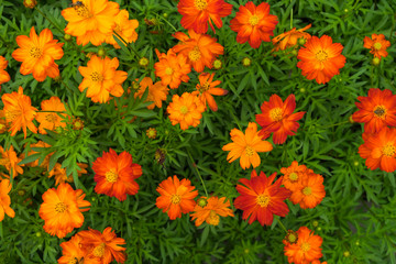 Wall Mural - High angle of calendula flowers have color yellow and orange. (Calendula officinalis)