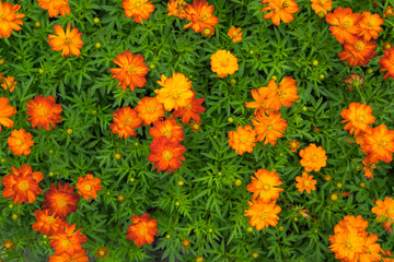 Wall Mural - High angle of calendula flowers have color yellow and orange. (Calendula officinalis)
