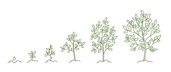 trees, growth stages sketch. animation progress. plant development. hand drawn vector line.