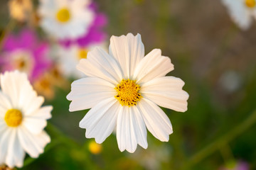 Wall Mural - White cosmos flower with blurred background. (Cosmos bipinnatus)