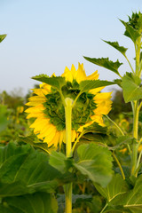 Wall Mural - Behind the sunflower and green leaf.