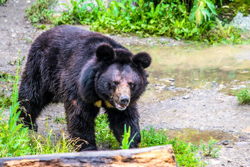 Himalayan bear walks along the forest path