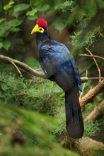 Ross Turaco - Musophaga Rossae  Or Lady Ross S Turaco Is A Mainly Bluish-purple African Bird Of The Turaco Family, Musophagidae, Mostly Found In Woodlands, Open Forest