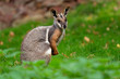 Yellow-footed Rock Wallaby - Petrogale xanthopus - Australian kangaroo - wallaby sitting on the green grass