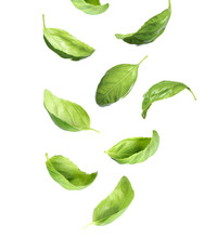 Fresh Green Basil Leaves Falling On White Background