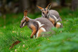 Yellow-footed Rock Wallaby - Petrogale xanthopus - Australian kangaroo - wallaby sitting on the green grass