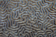 Close up of brain coral structure