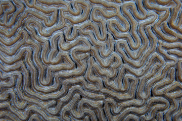 Wall Mural - Close up of brain coral structure