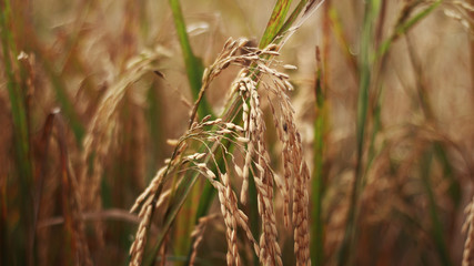 Brown rice nature farm field close up curving down