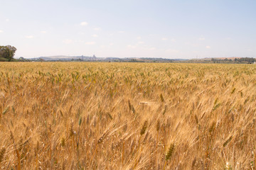 Golden wheat spike growing. Organic and healthy. flour and bread