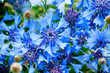 Blue closeup cornflowers, cornflower texture