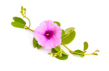 Ipomoea Pes-caprae, Also Known As Bayhops, Beach Morning Glory Or Goat's Foot. Isolated