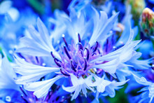 Blue Closeup Cornflowers, Cornflower Texture