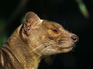 Canvas Print - Fossa