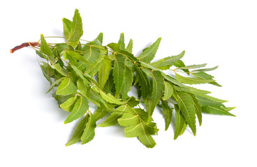 Azadirachta indica, commonly known as neem, nimtree or Indian lilac. Fruit with leaves. Isolated