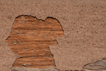  Traces of termites eat wood,animals that destroy wood.