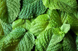 Mint leaves background.