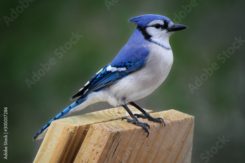 Plakaty ptaki  blue-jay-ptak-siedzacy-na-desce