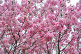 Fototapeta Kwiaty - Cherry blossom (hanami) in Nara, Japan