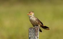 Close Up Of A Guira Cuckoo Perched On A Wooden Post