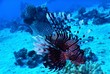 morze czerwone ryba rafa nurkowanie skrzydlice