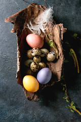 Wall Mural - Colored chicken and quail Easter eggs in in bark with white feather and young blooming birch branches over dark blue texture background. Flat lay, space