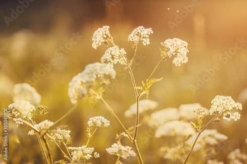 Cuadros en Lienzo Summer field, on which grow gentle white fluffy flowers of wild carrot, lit by the rays of the sun