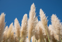 Reed Against Blue Sky.