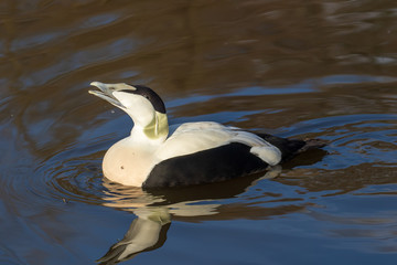 Eider Duck calling out in the water