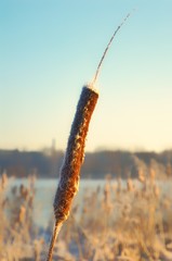 Sticker - reed in the wind