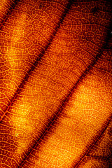Macro Close Up of a Winter Fallen Leaf Rotting Abstract Background