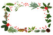 Winter flora & fauna with loose holly berries forming an abstract border on white background with copy space. Traditional natural greenery for the festive Christmas season & New Year.   