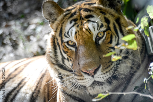 regard gentil d'un tigre Tableau sur Toile