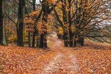 Autumn Scene With A Path In The Forest And The Leaves On The Ground