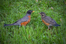Adult And Juvenile Robin In Grass