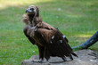 Vulture at Jurong bird Park Singapore