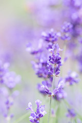 Sticker - English lavender