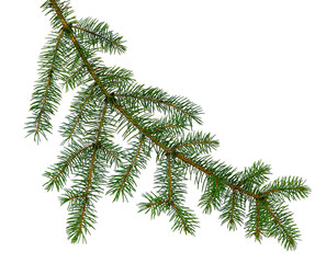 pine branch / pine-tree twig. spruce . fir-tree. decoration for new year and christmas, xmas festive