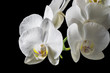 Weiße Orchideen-Blüte