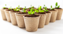 Green Plants In Fiber Pots On White Background. Ecologic Biodegradable Material Concept.