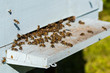 The bees at front hive entrance macro close up. Bee flying to hive. Honey bee entering the hive