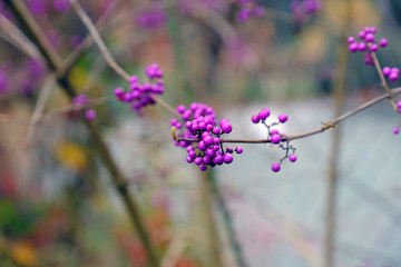 Wall Mural - Purple Winter Berry