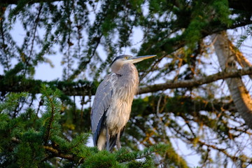 Canvas Print - Great Blue Heron