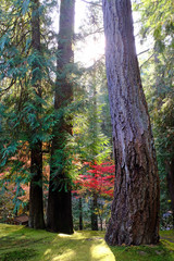 Wall Mural - Little Red among the Green