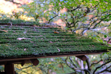 Canvas Print - Mossy Roof With a Bee