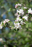 Fototapeta Las - Blüten im Frühling